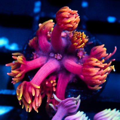 JC Tentacool Goni