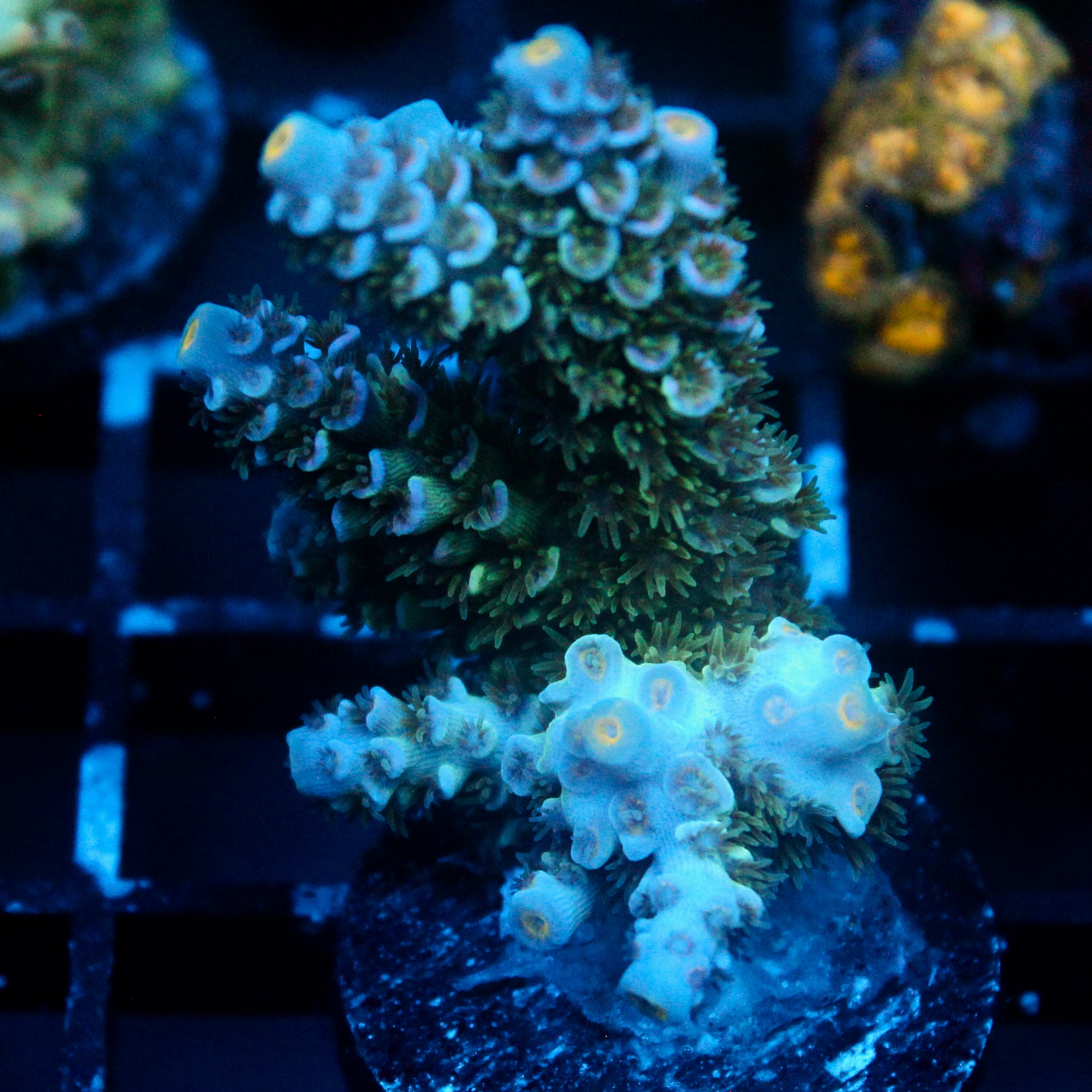 JC Blue Demon Acro