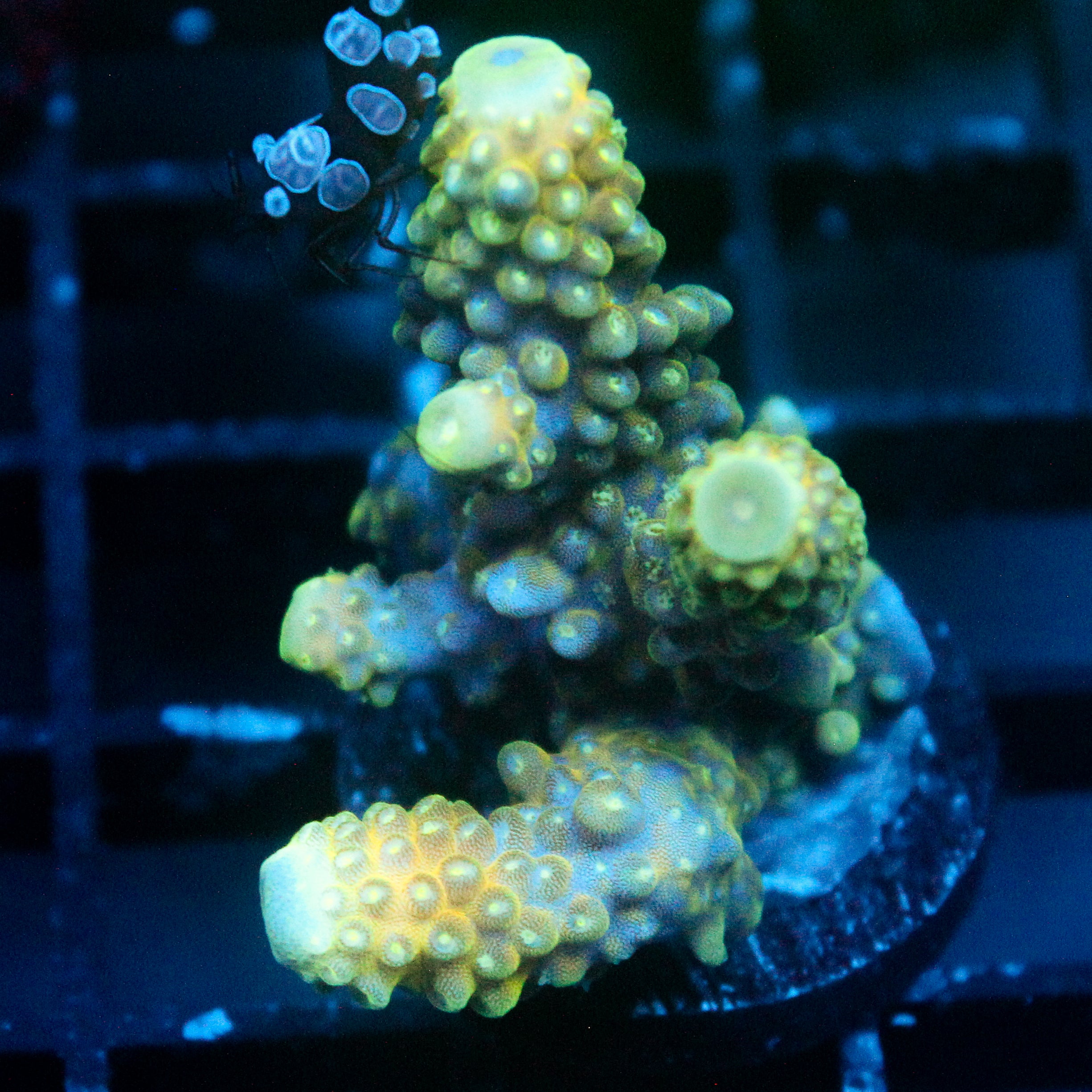 JC Christmas Cactus Acro