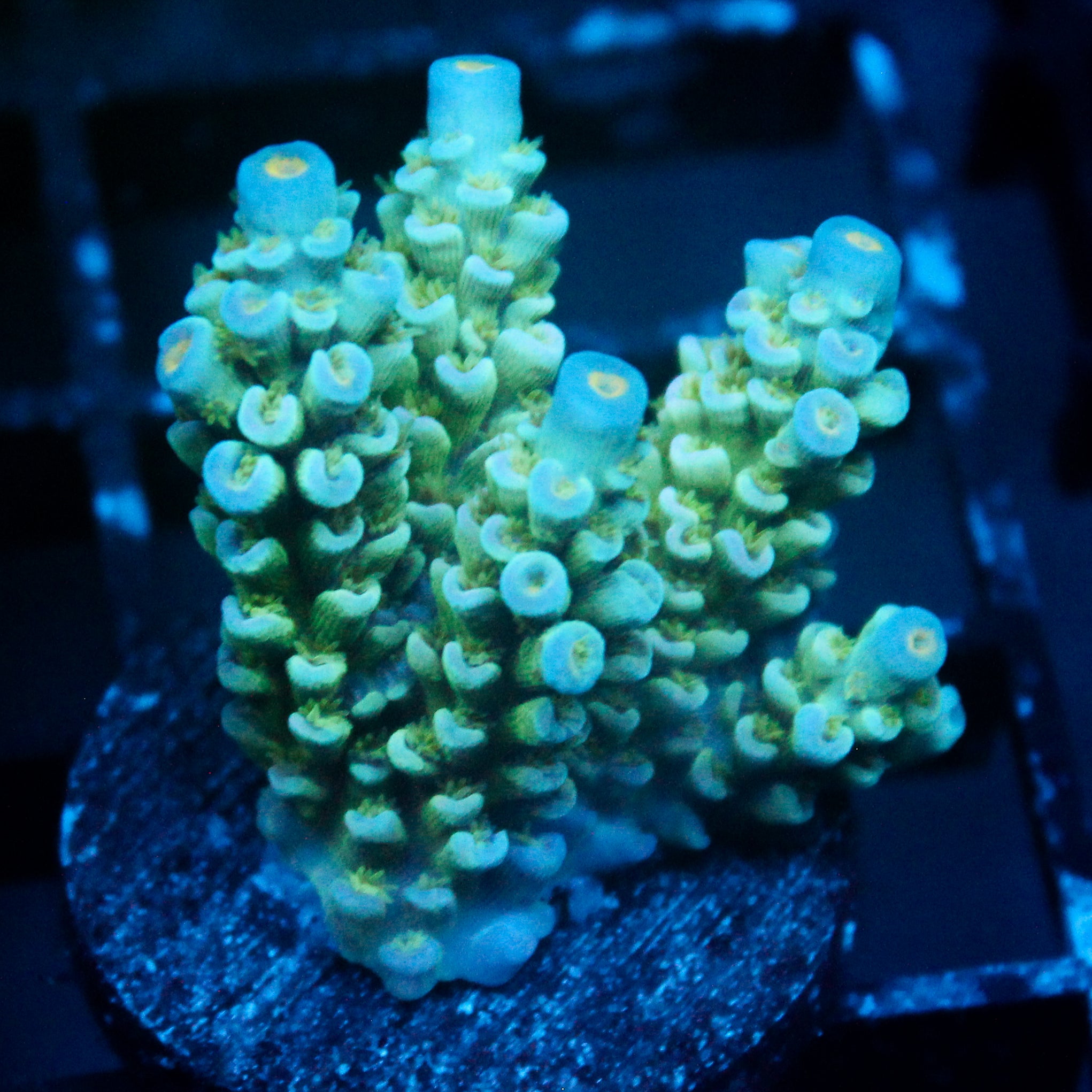 JC Green Demon Acro