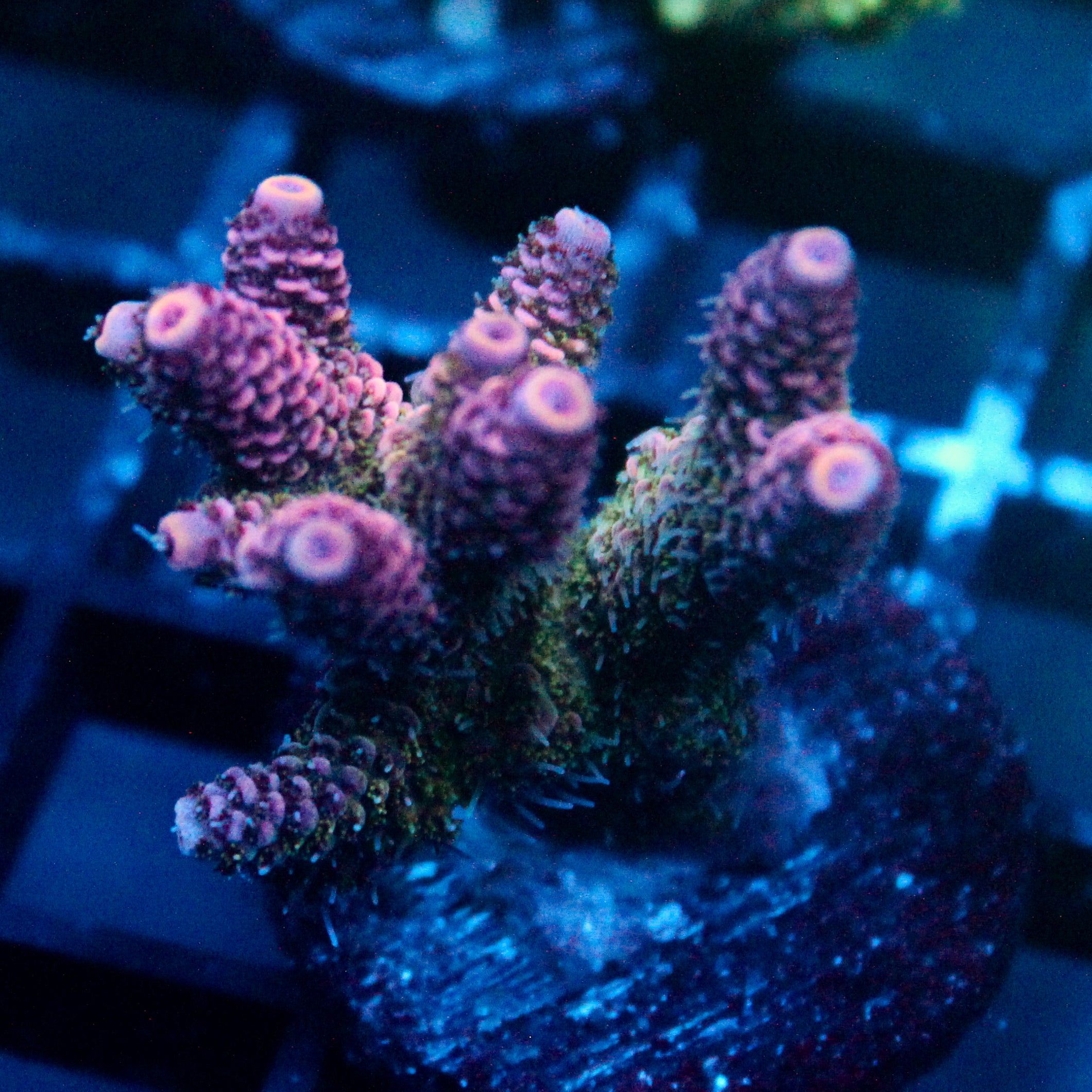 JC Enchantress Acro