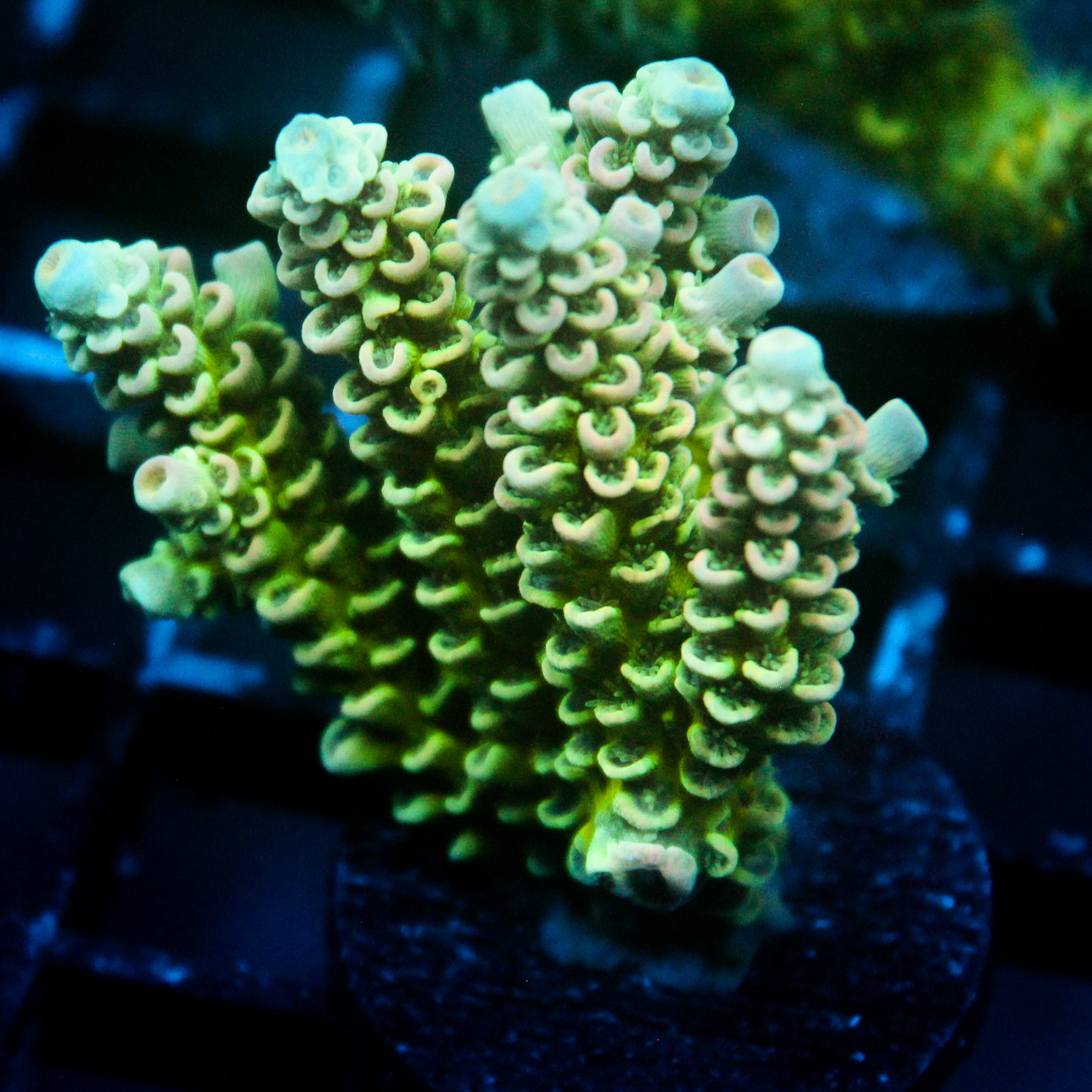 JC Green Demon Acro