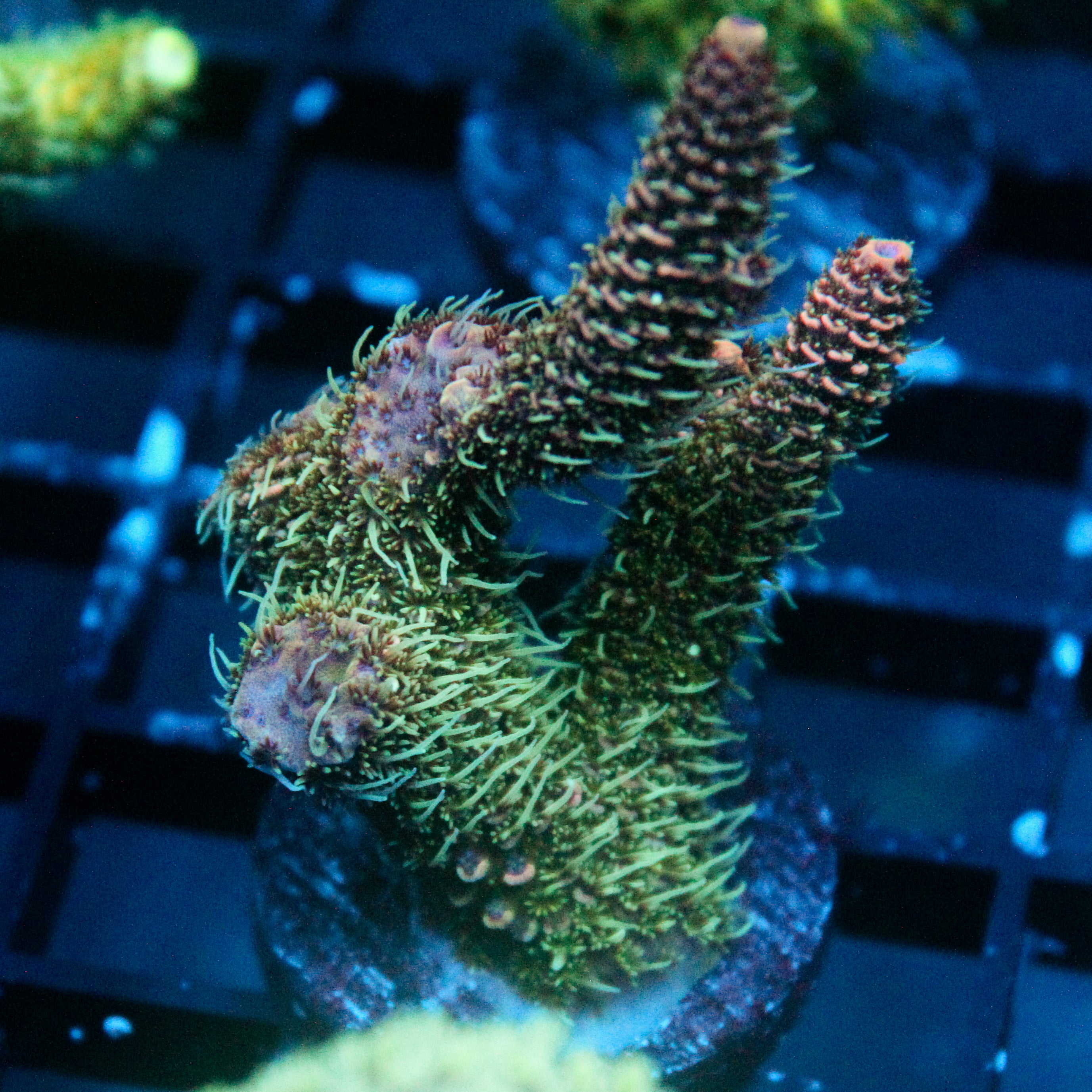 JC Fuzzy Acro