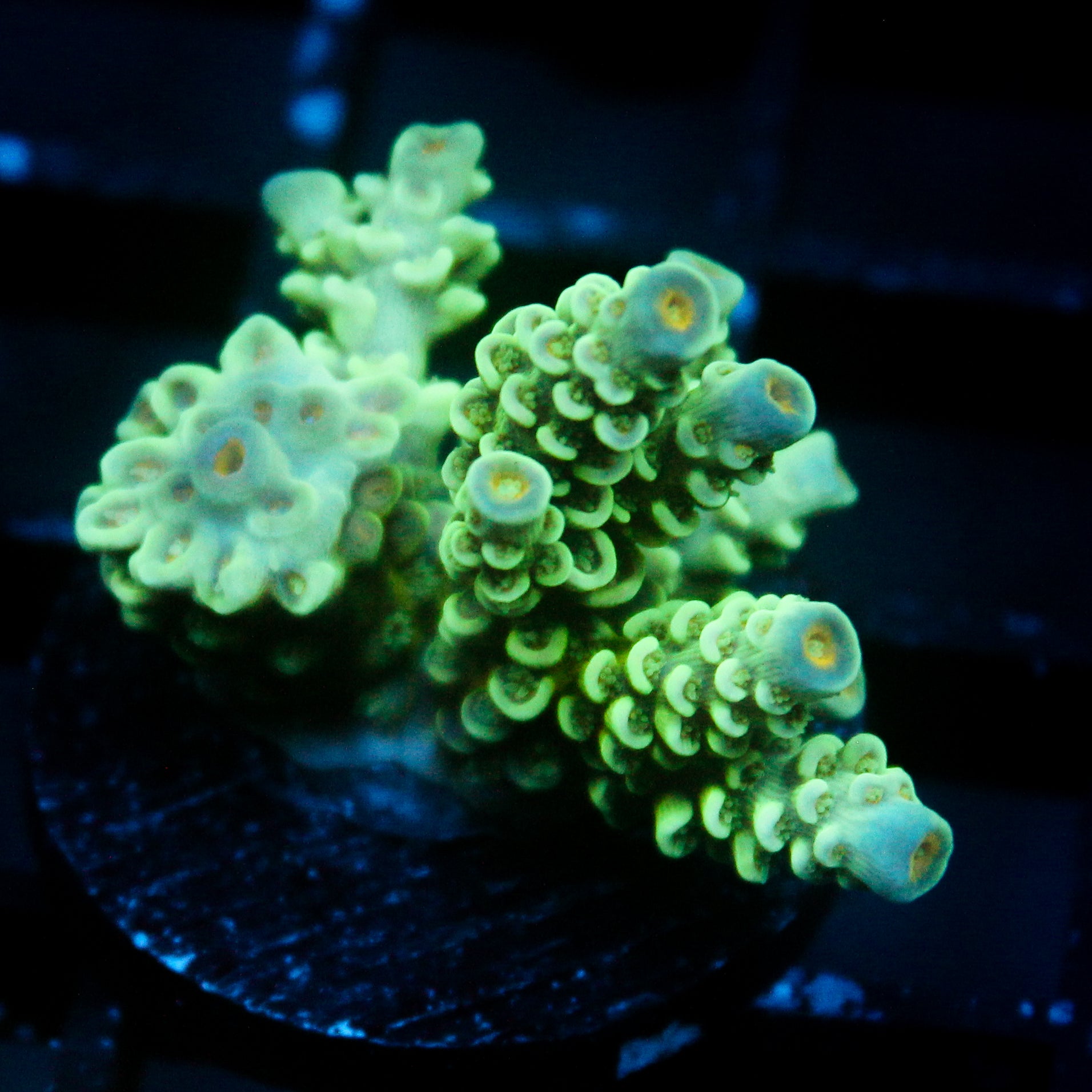 JC Green Demon Acro
