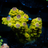 JC Electric Grove Acro