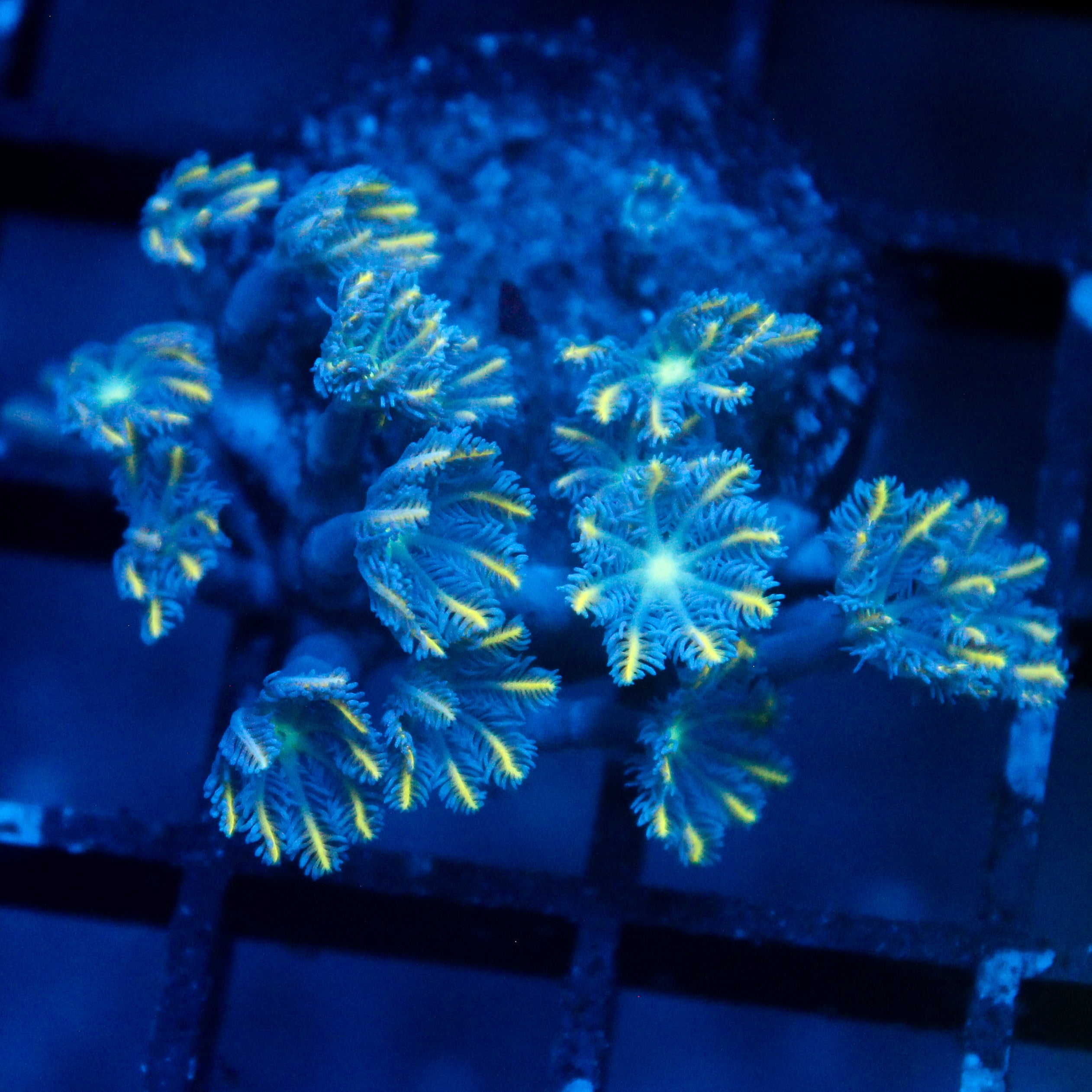 JC Orange Tip Clove Polyp