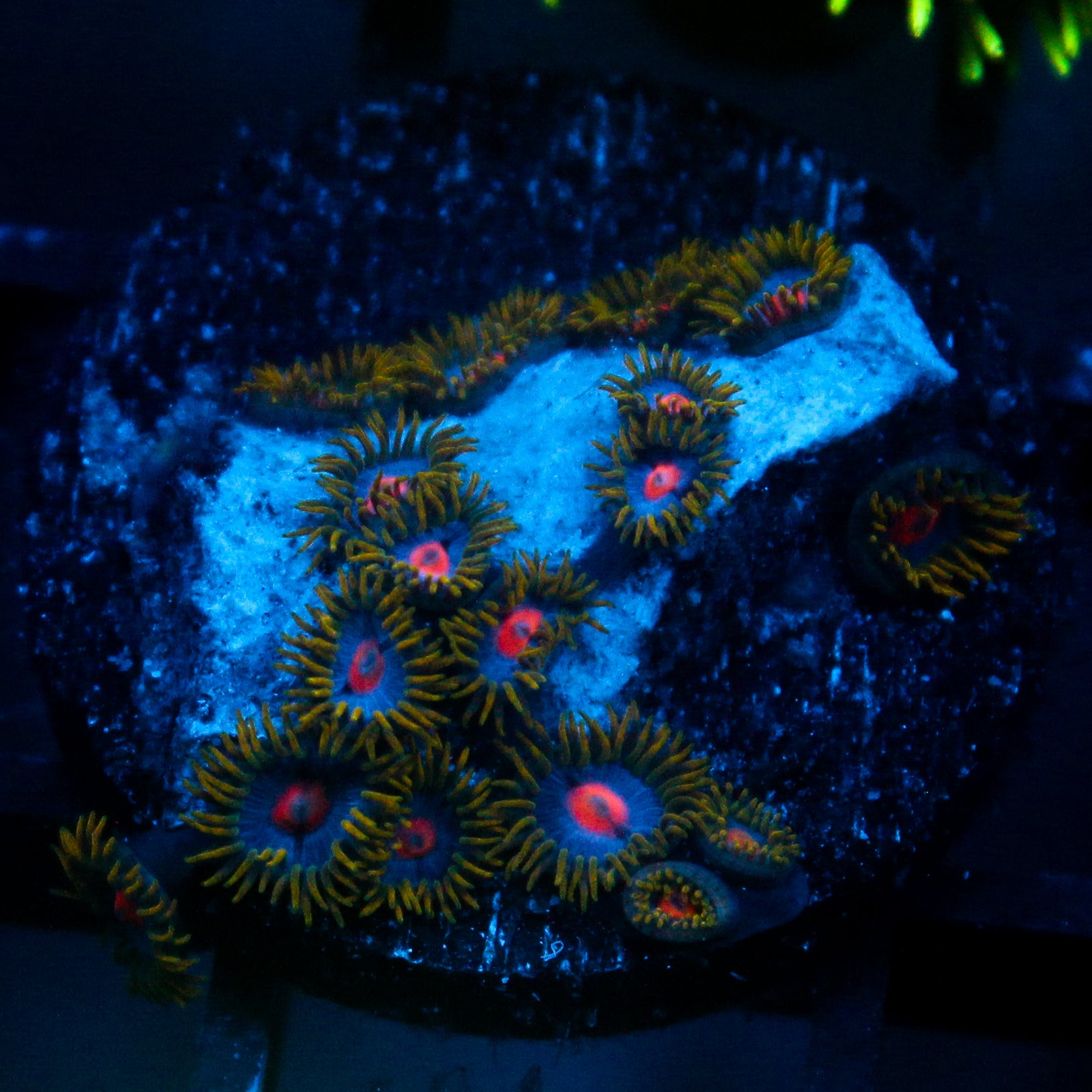 JC Gold Burn Zoanthid