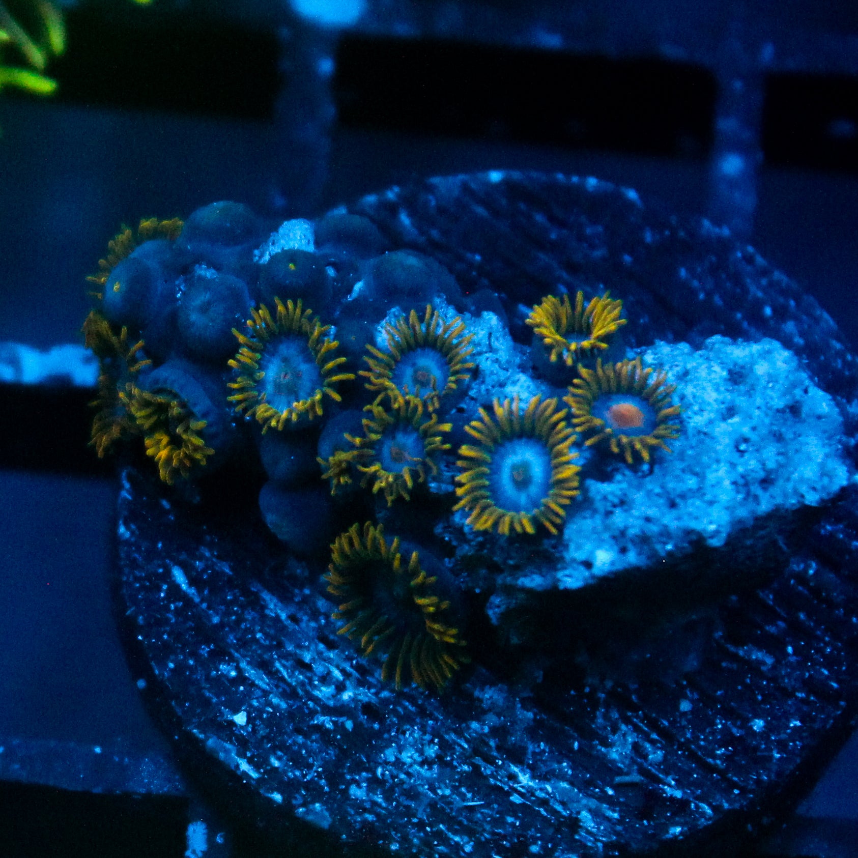 JC Blue Beast Zoanthid
