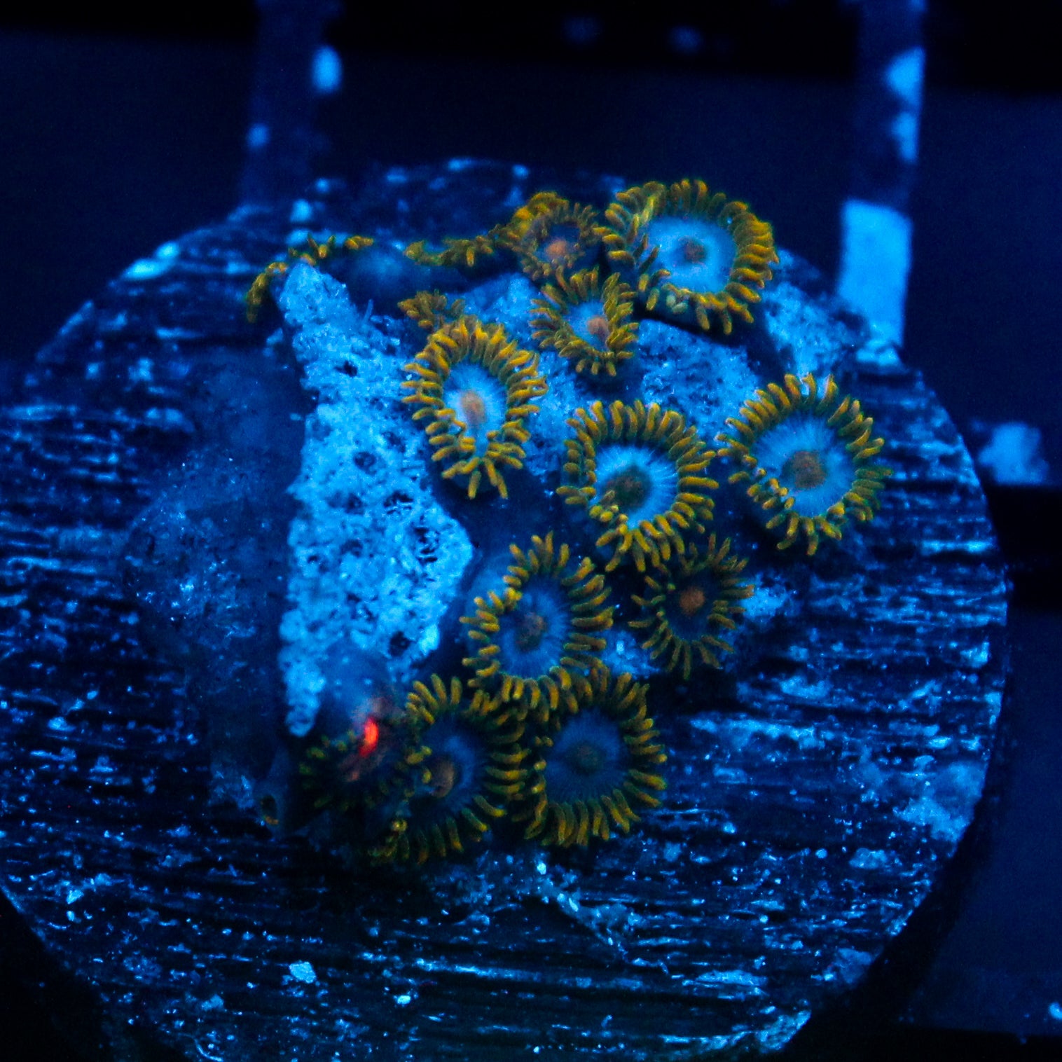 JC Blue Beast Zoanthid