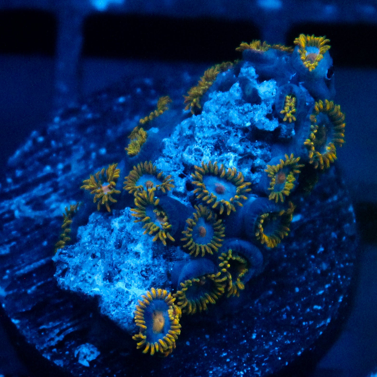 JC Blue Beast Zoanthid