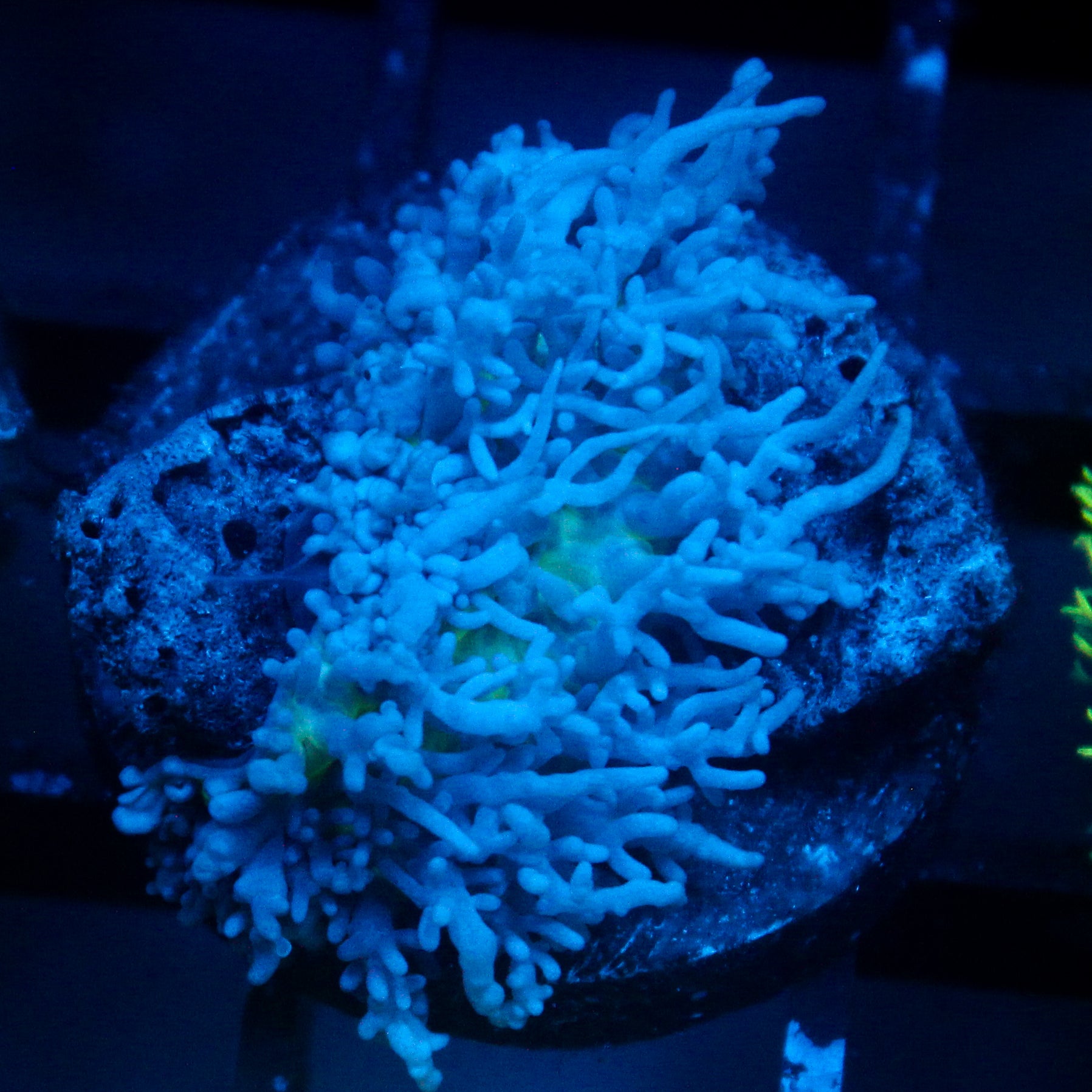 JC Fuzzy Mushroom
