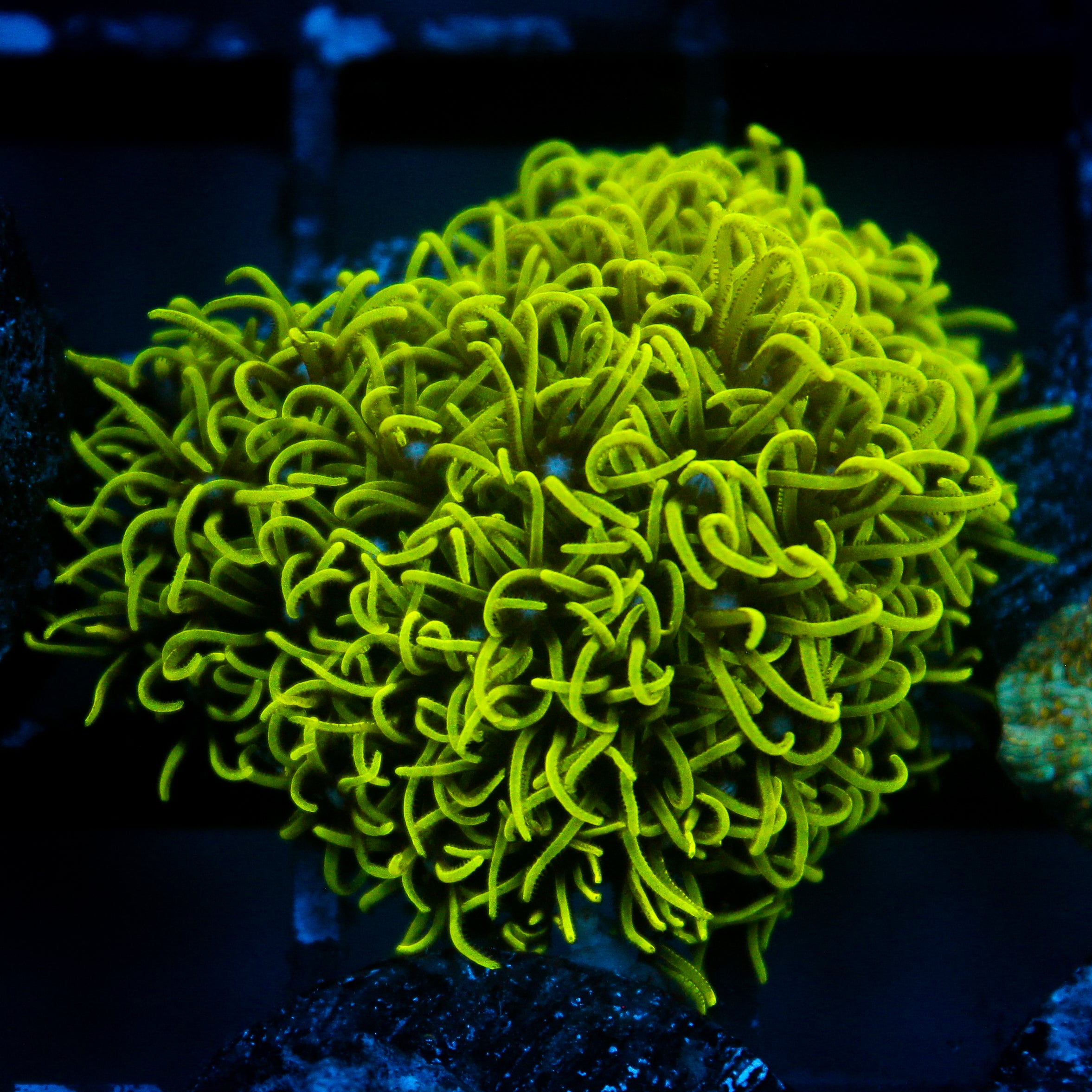 JC Lime Wire Gsp