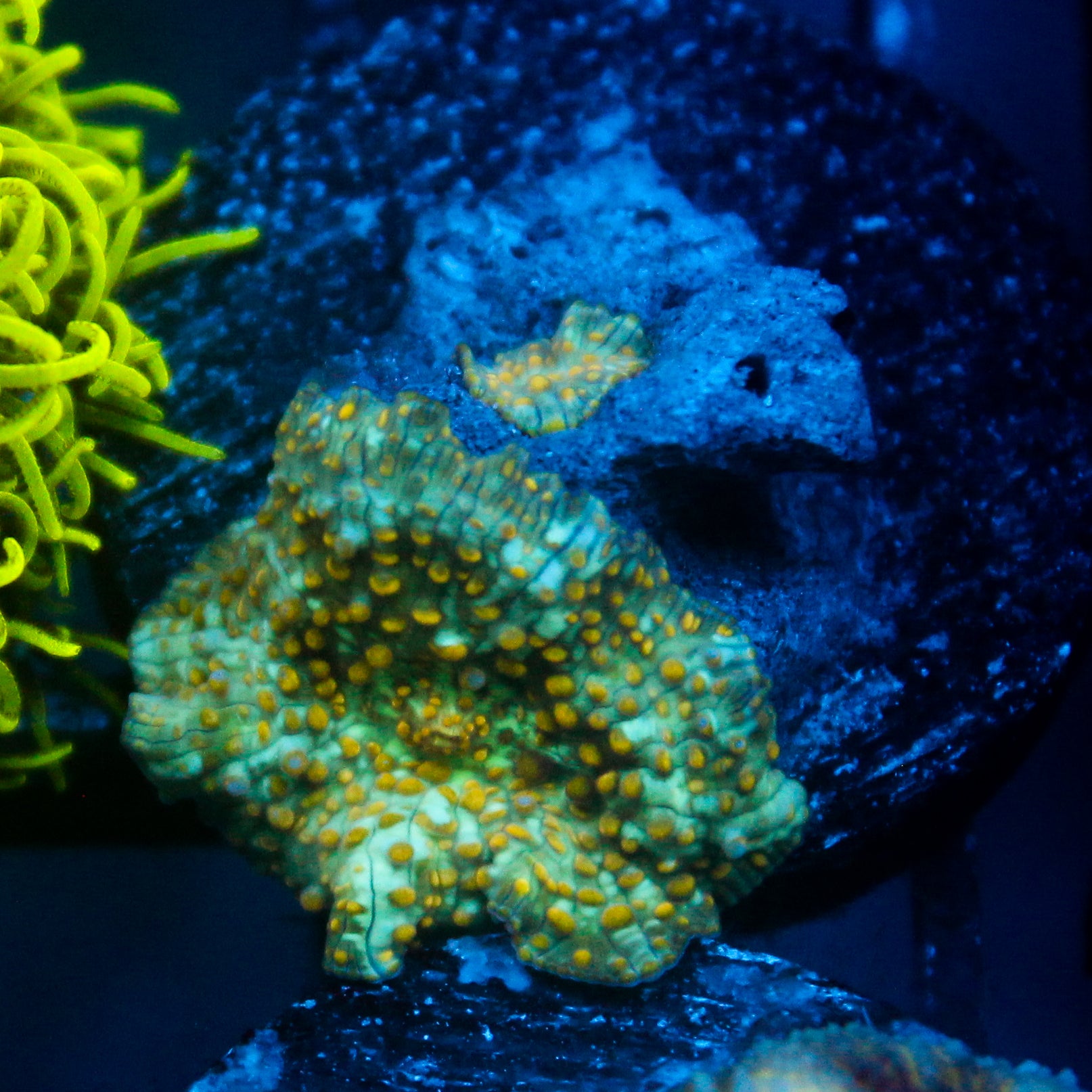 JC Firefly Discosoma