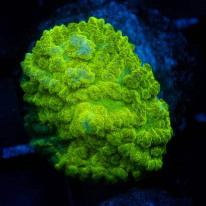 JC Kryptonite Rhodactis