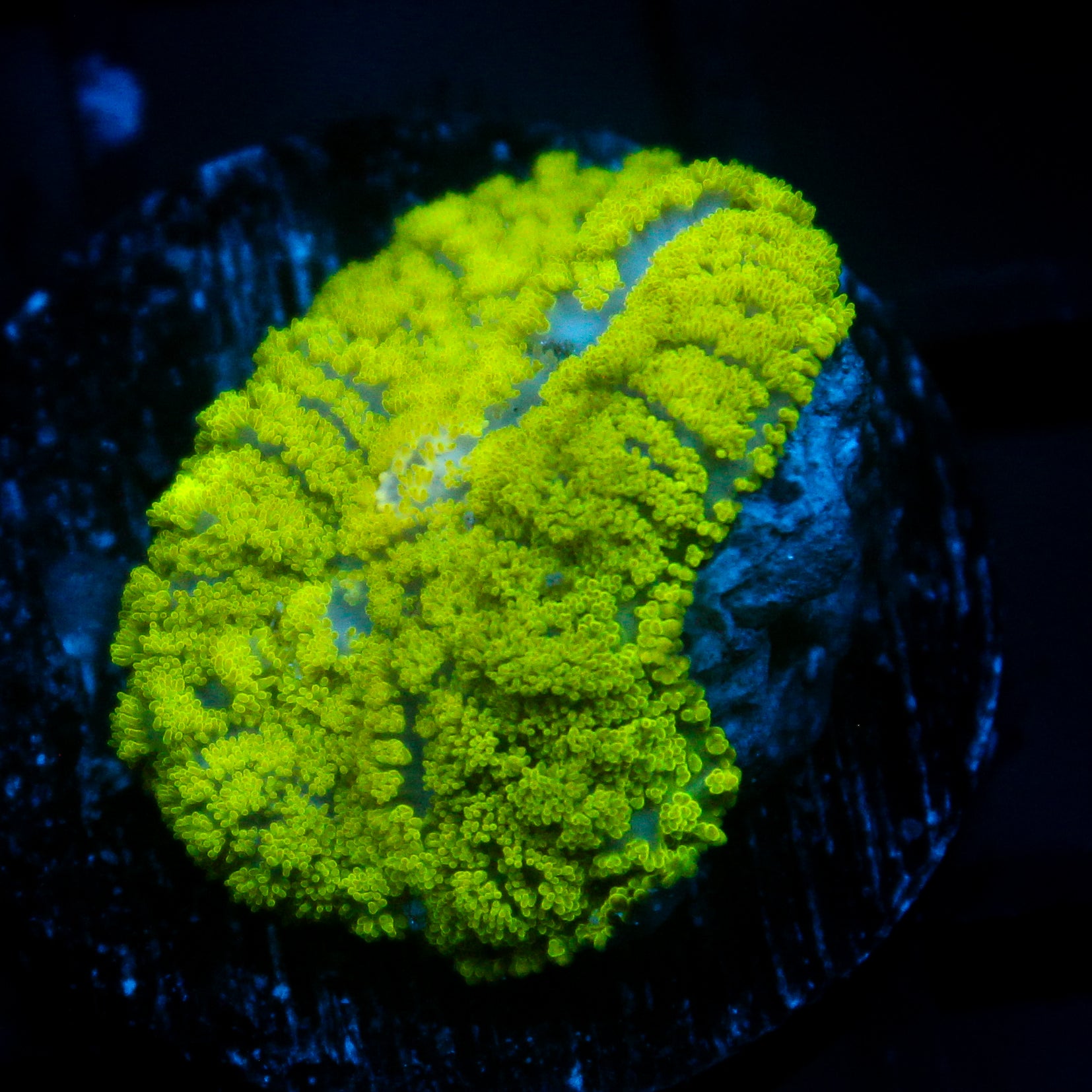 JC Neon Green Rhodactis