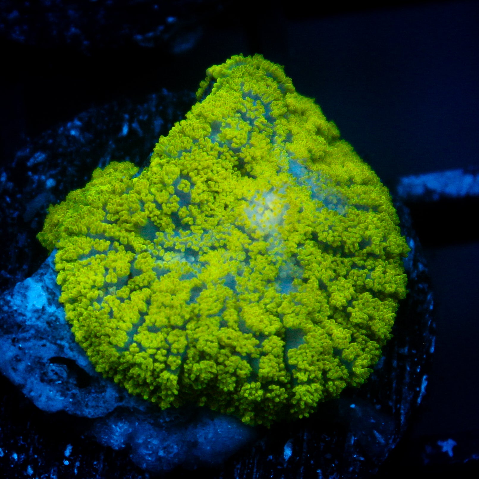 JC Neon Green Rhodactis