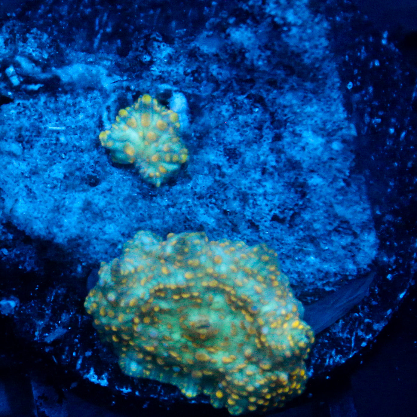 JC Firefly Discosoma