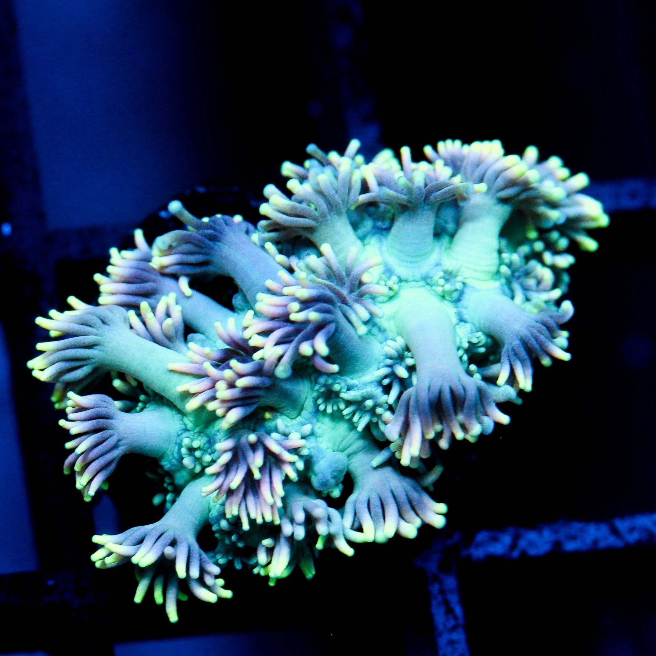 JC Neon Kiss Goni
