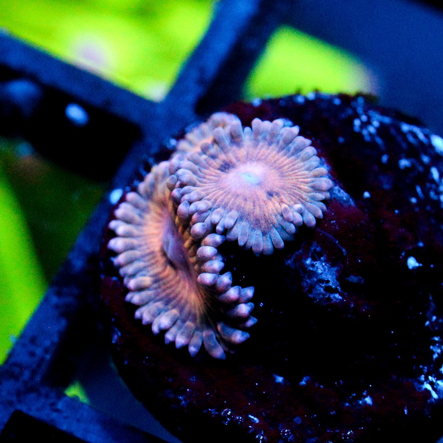 JC Stratocaster Zoanthid