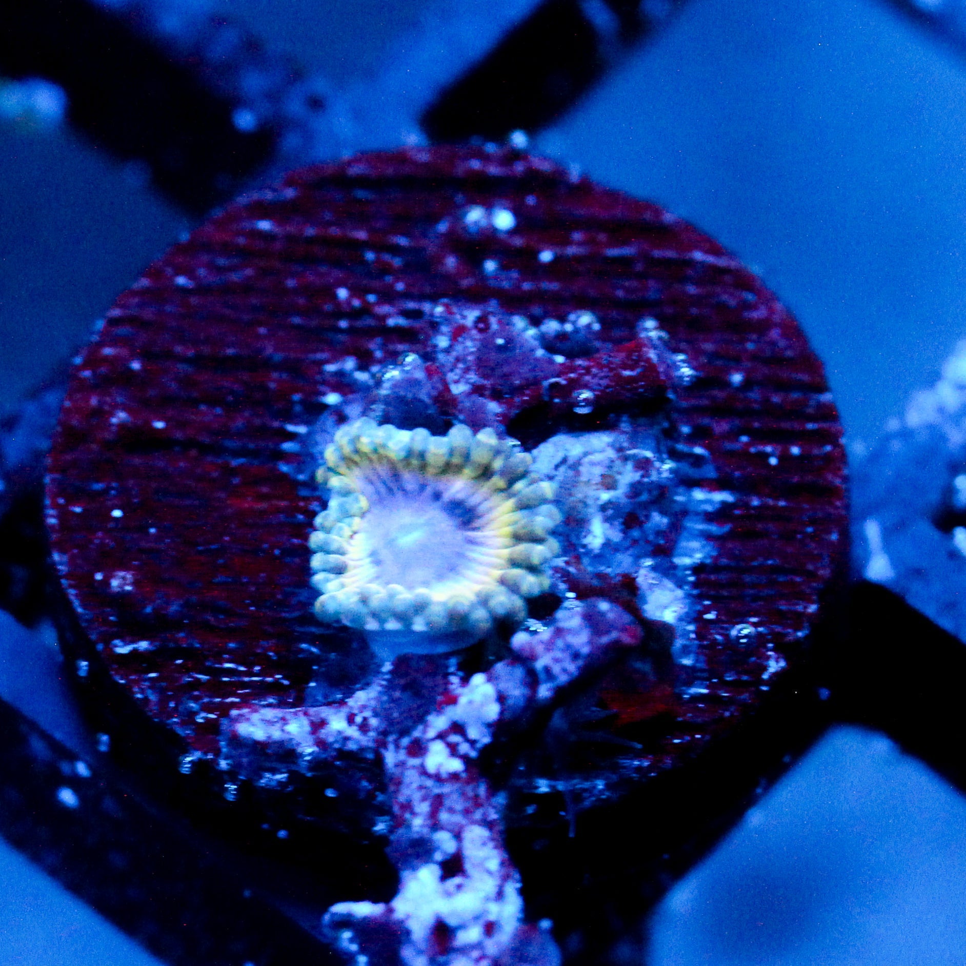 JC Seaside Zoanthid