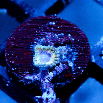 JC Seaside Zoanthid