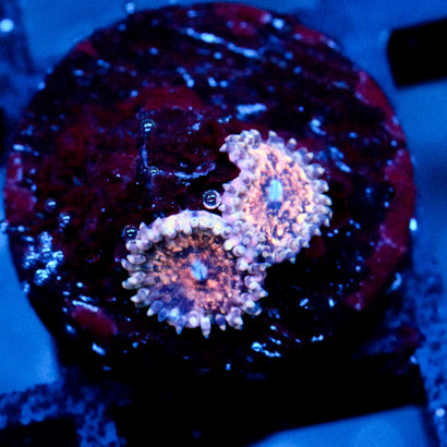 JC Neptunes Bounty Zoanthid