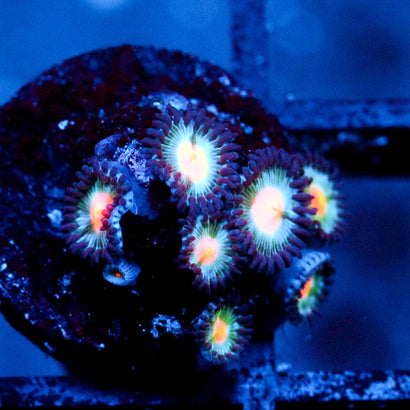 JC Blue Fever Zoanthid