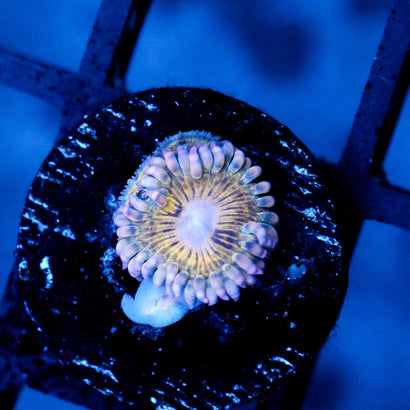 JC Lemonade Zoanthid