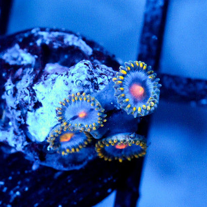 JC Ultra Gold Burn Zoanthid
