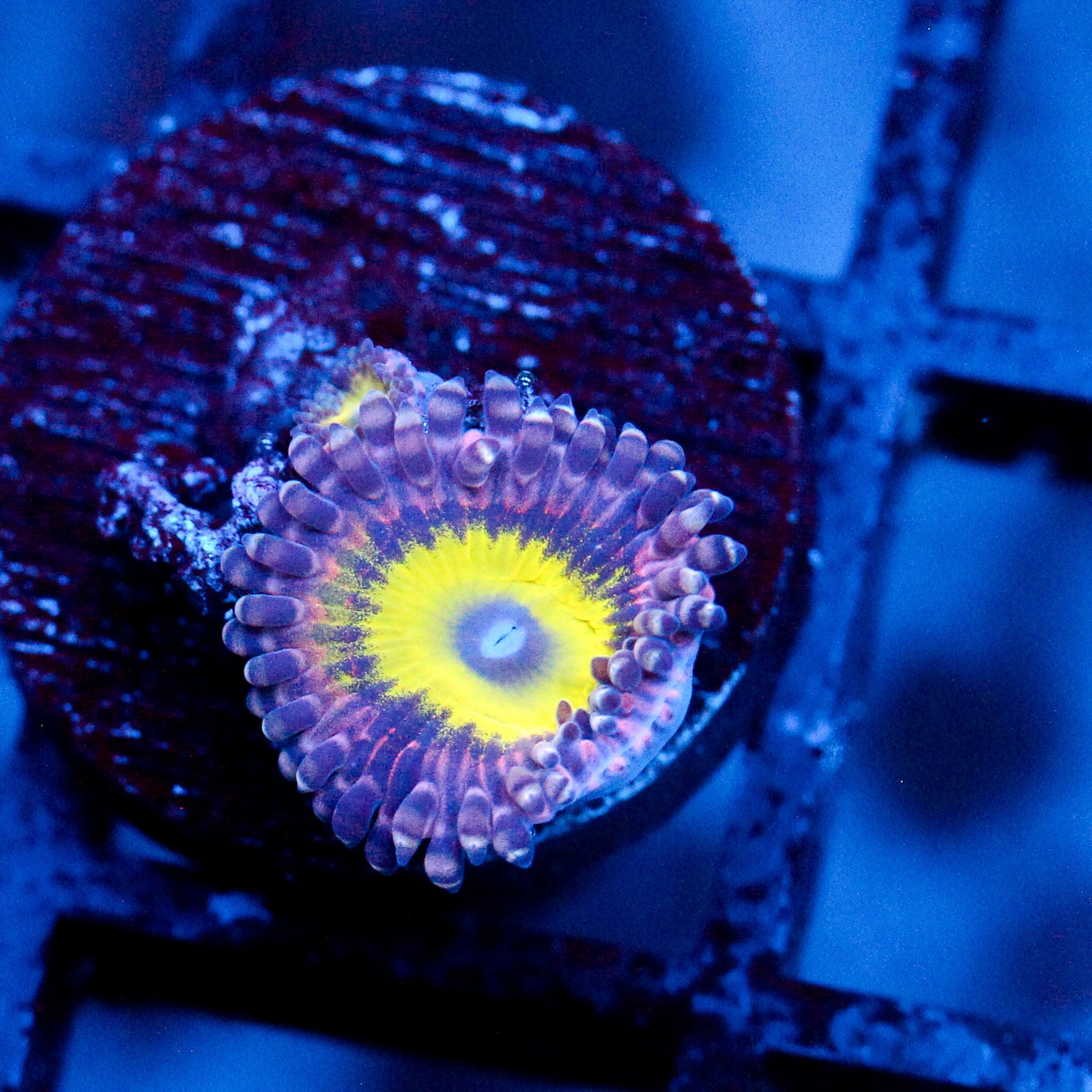 JC Flower Fall Zoanthid