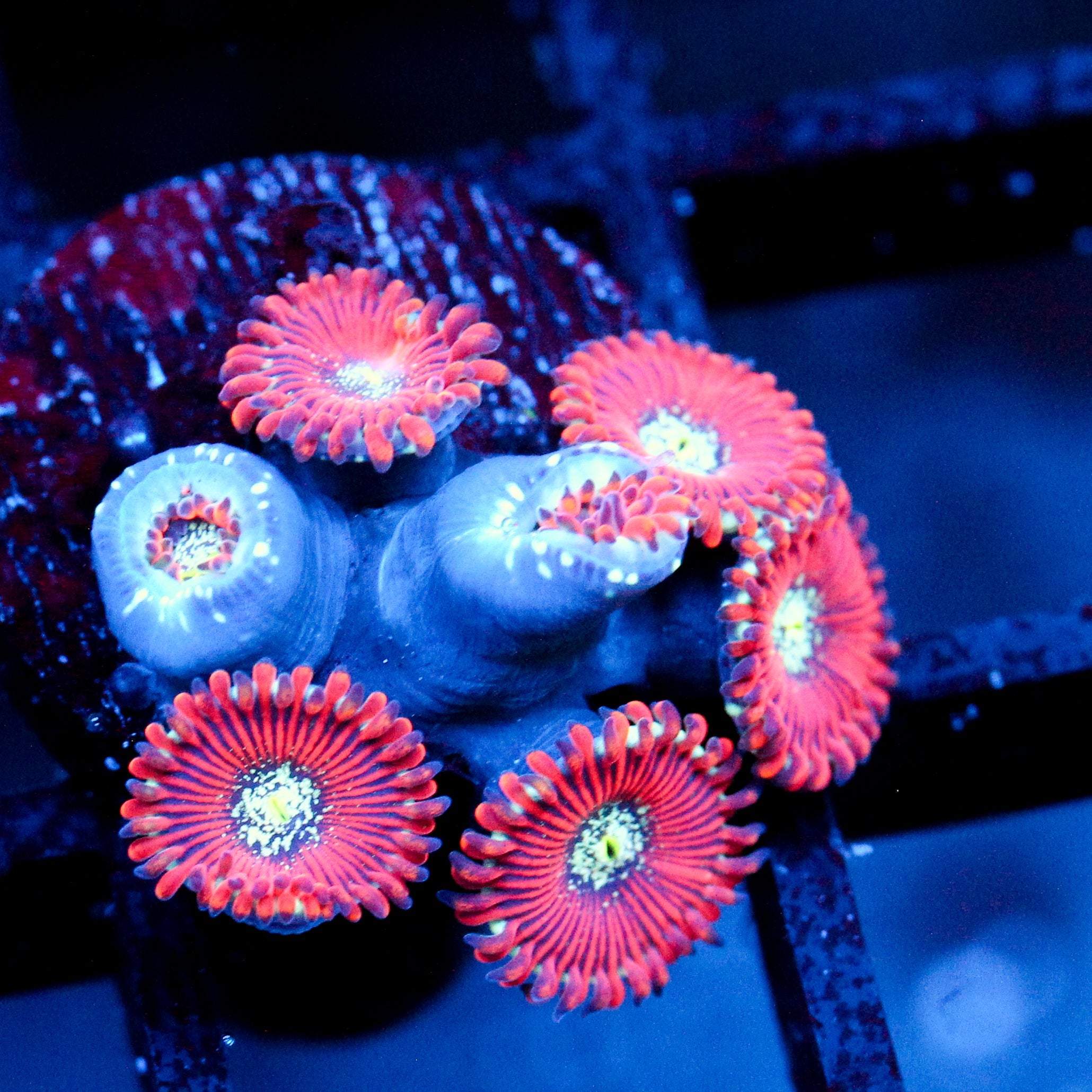 JC Magicians Zoanthid