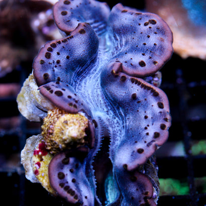 A Grade Maxima Clam