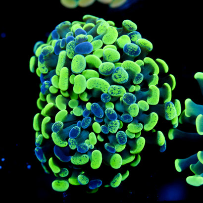 JC Ultra Splatter Hammer