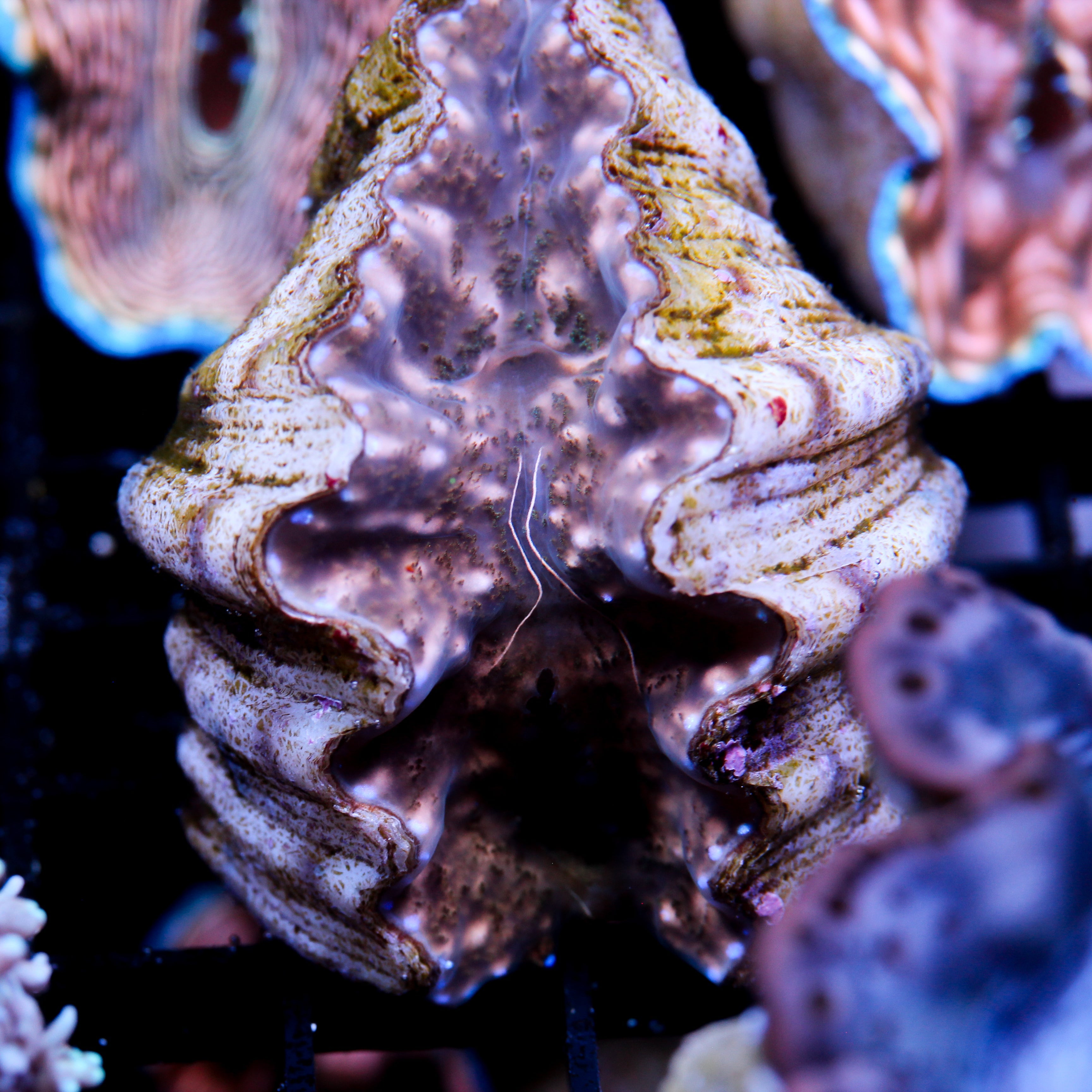 JC Hippopus Clam