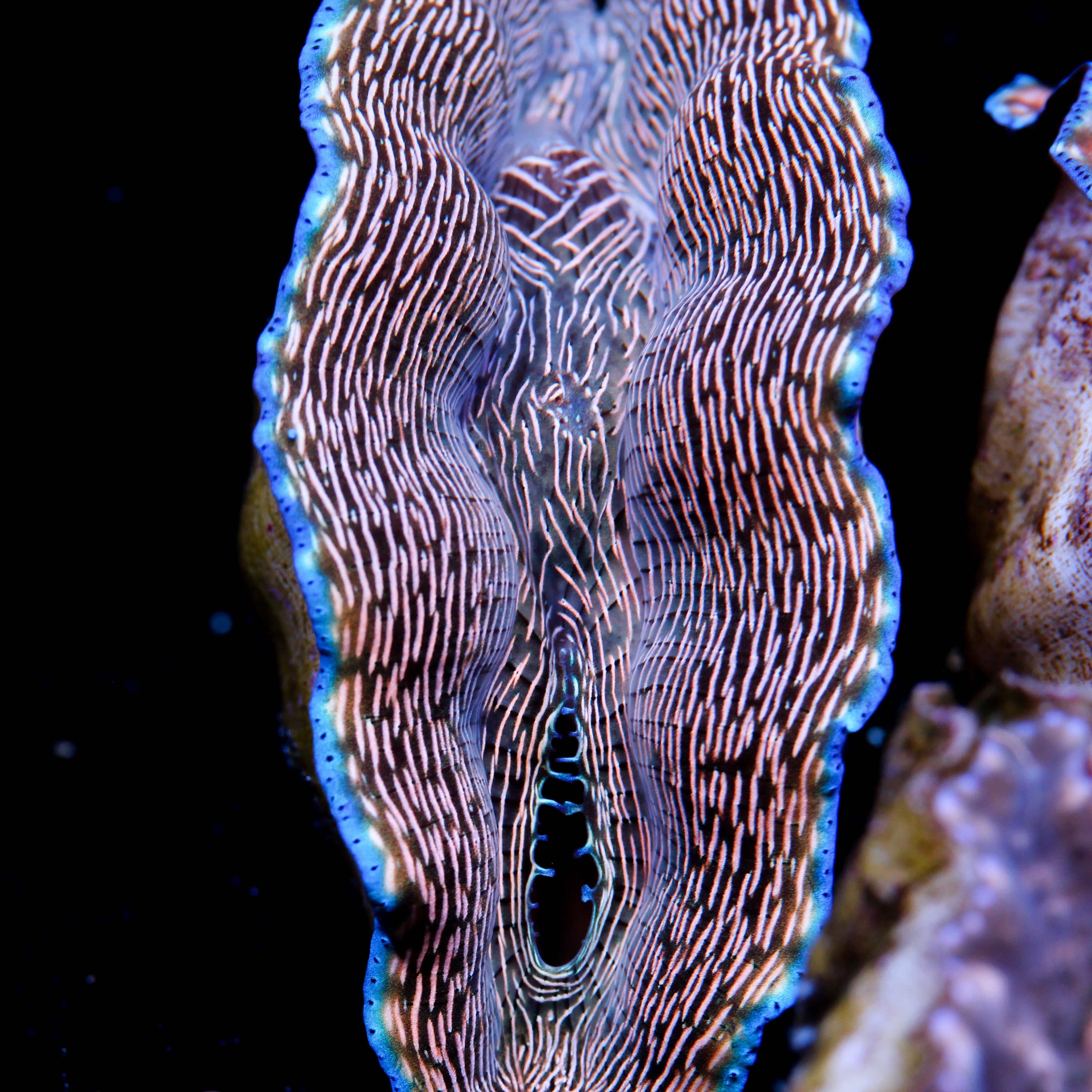 JC LG Zebra Derasa