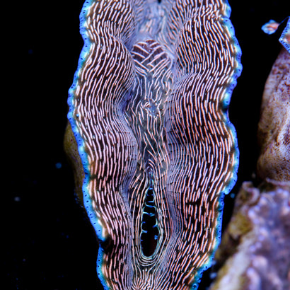 JC LG Zebra Derasa