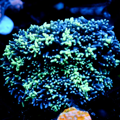 JC Incredibles Mushroom SHOW