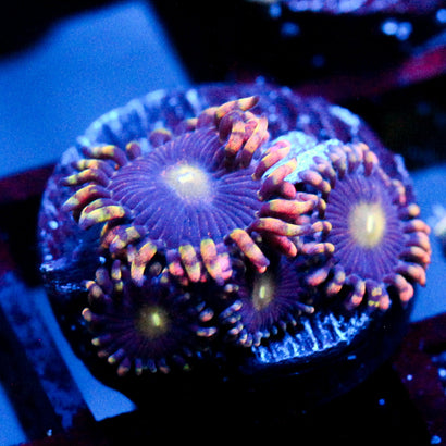 JC Bozos Birthday Zoanthid