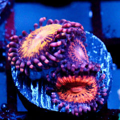 shopify auction