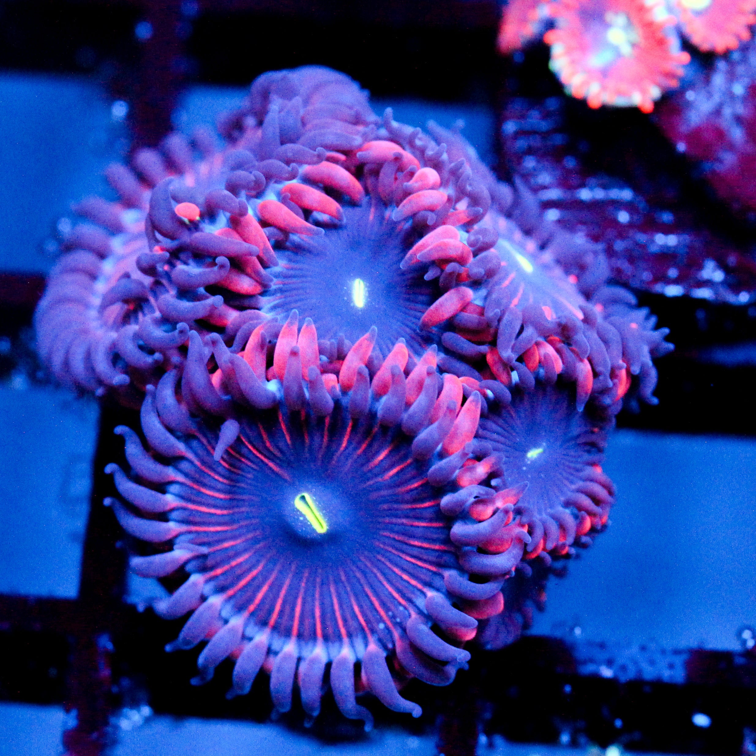 JC Purple People Eater Zoanthid