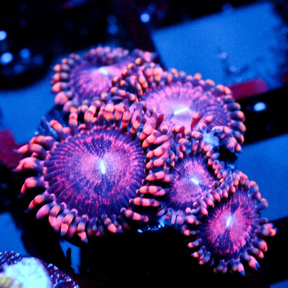 JC Purple Empress Zoanthid
