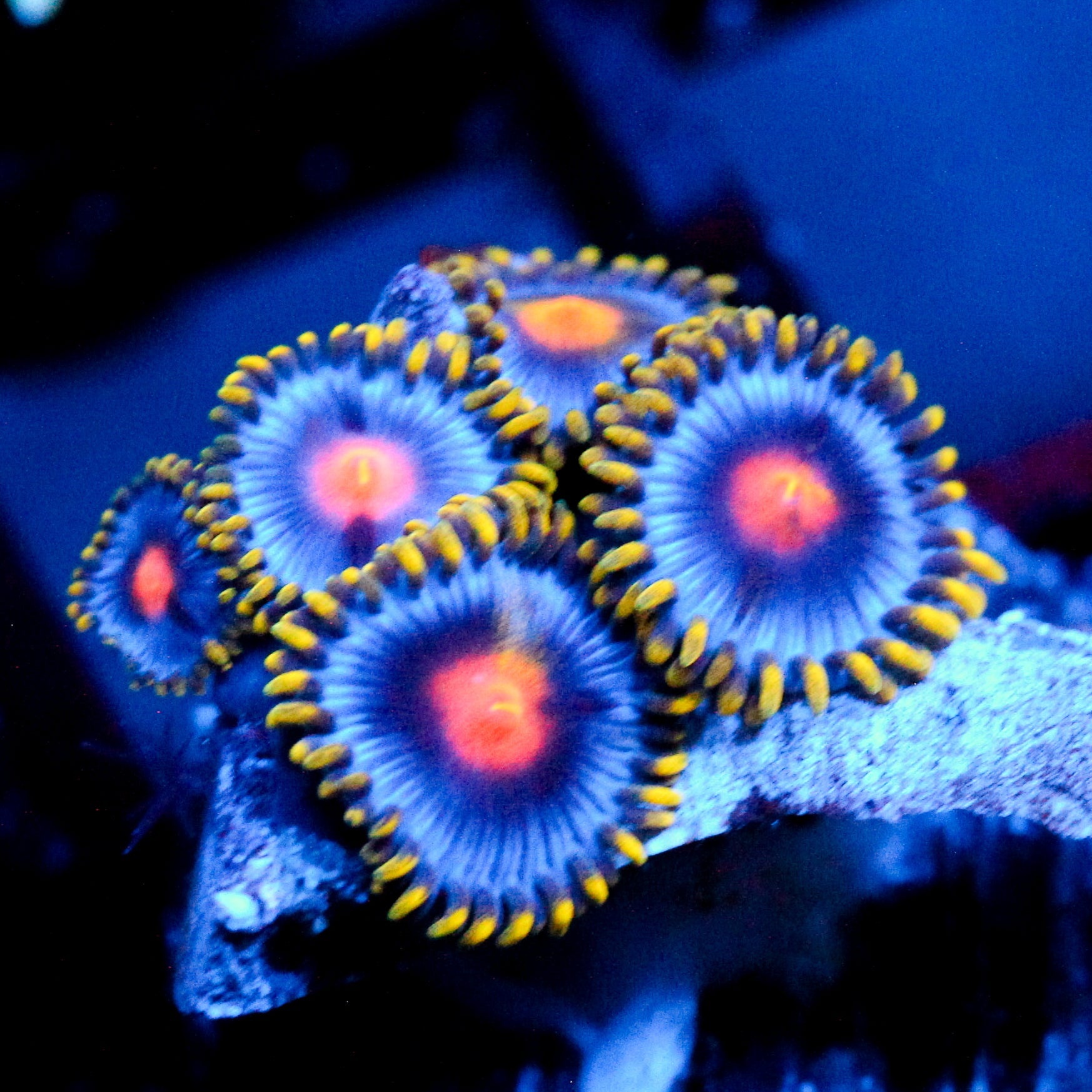 JC Gold Burn Zoanthid