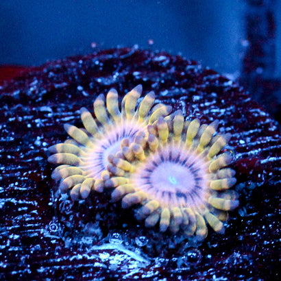 JC White Hole Zoanthid