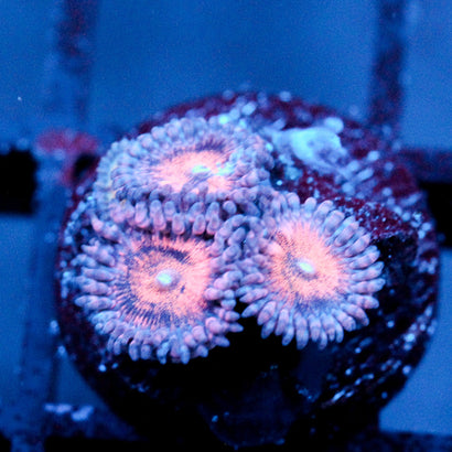 JC Amber Bliss Zoanthid