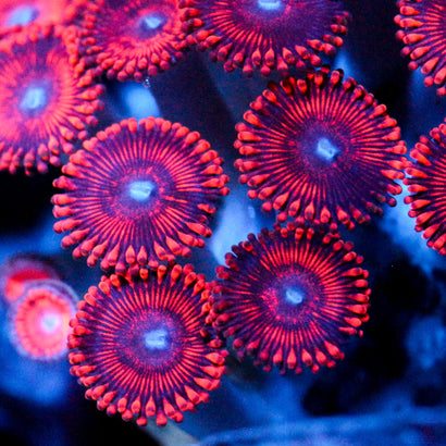 JC Sith Zoanthid