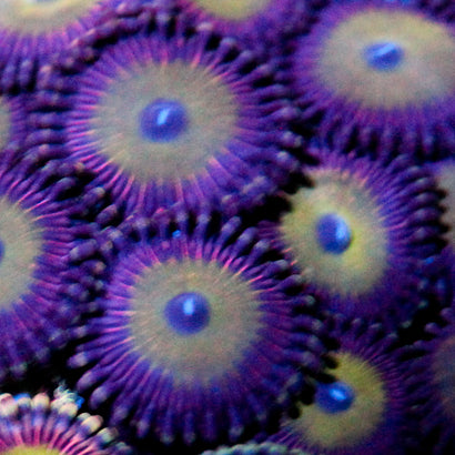 JC Javia Zoanthid