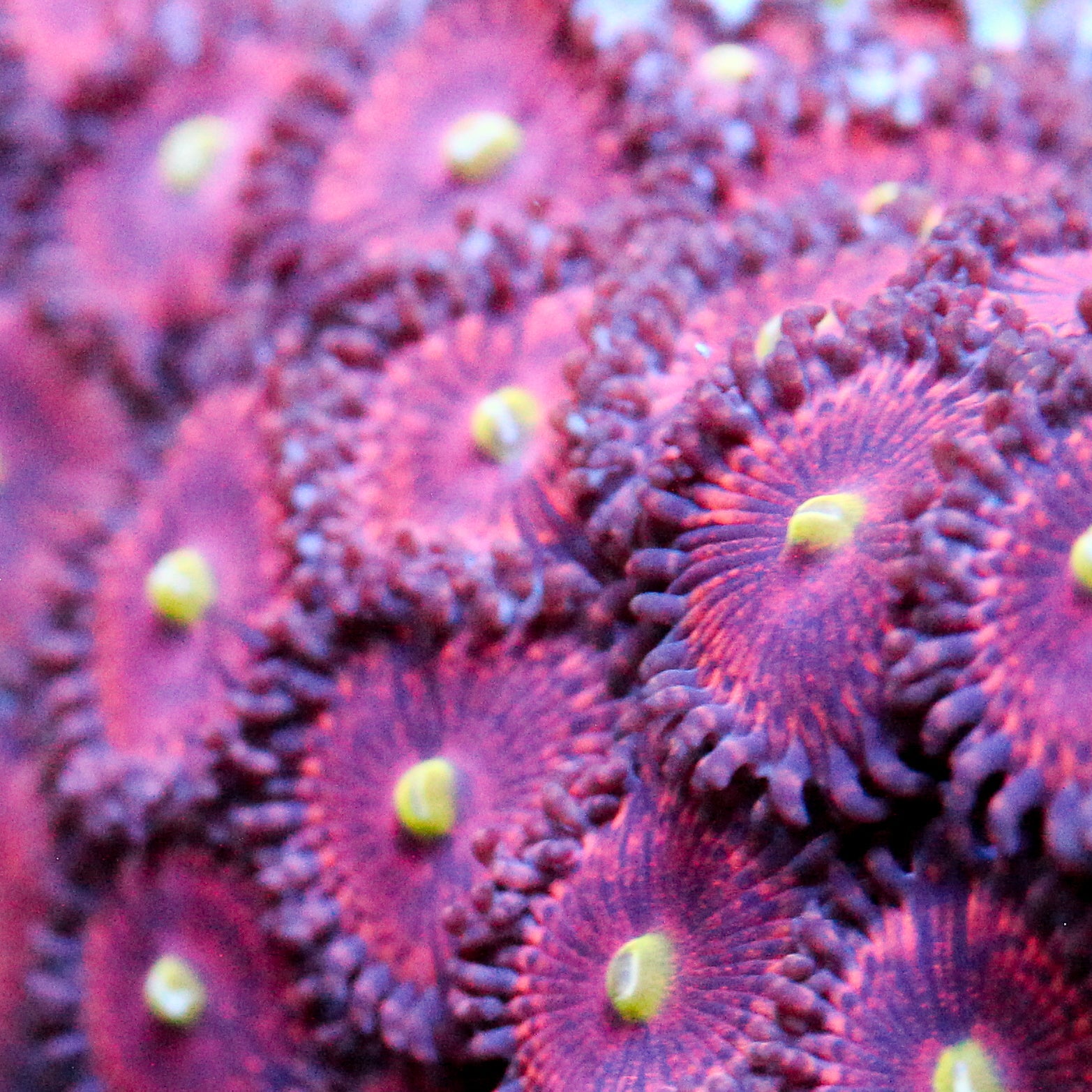 JC Pink Rose Zoanthid