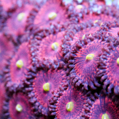 JC Pink Rose Zoanthid