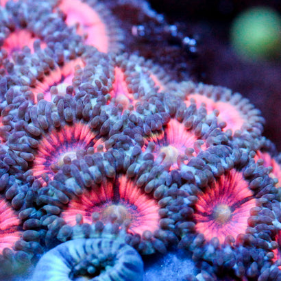 JC Armageddon Zoanthid