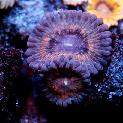 JC Cosmic Grapes Zoanthid
